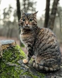 Amazon Quiz: What breed of cat is this?