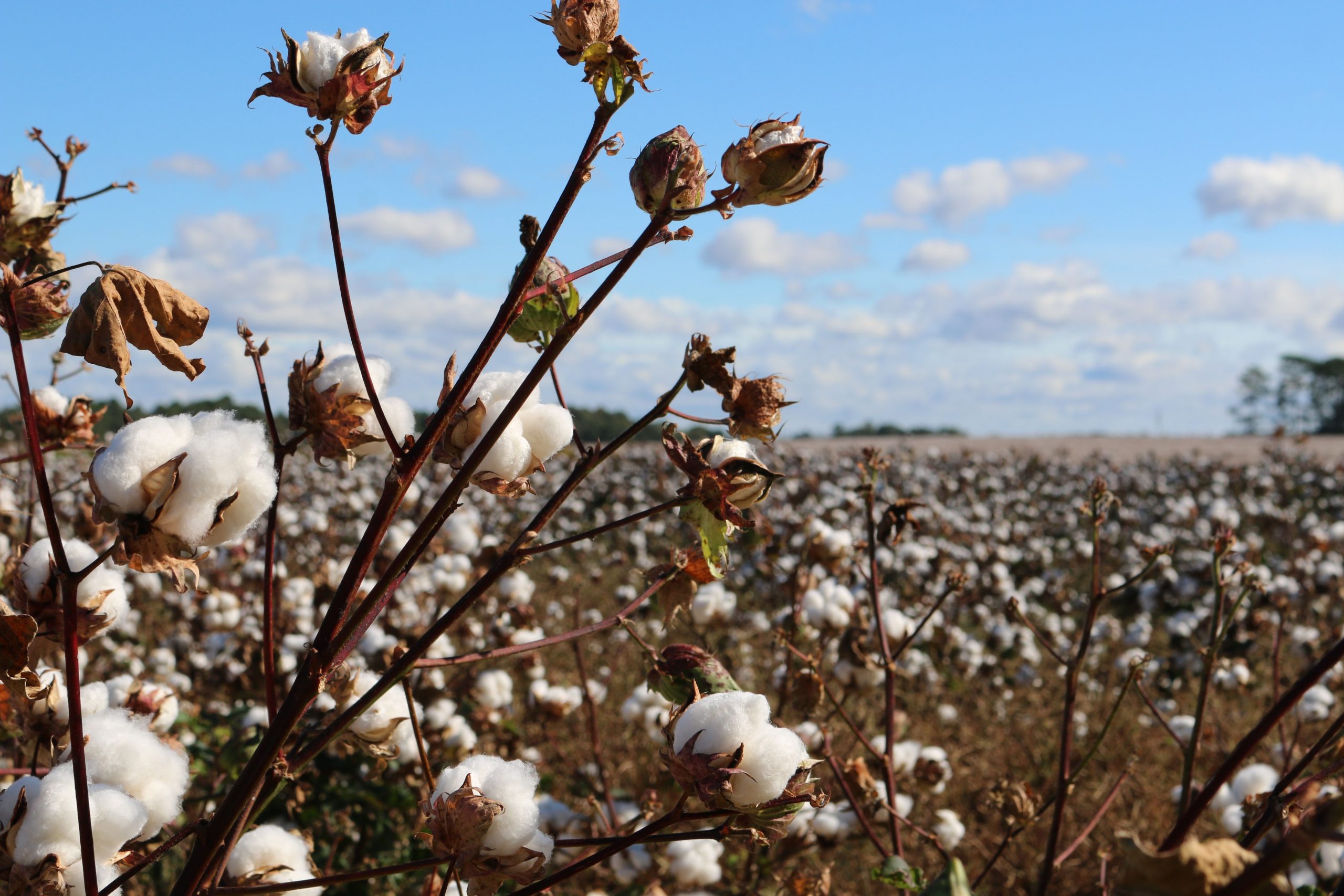 Festive season shopping may turn dearer as cotton prices breach decade-high