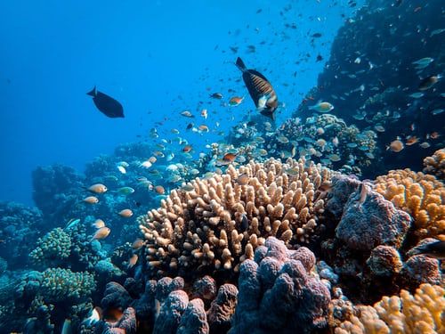 Great Barrier Reef ‘gives birth’, new corals spawn in Australian landmark