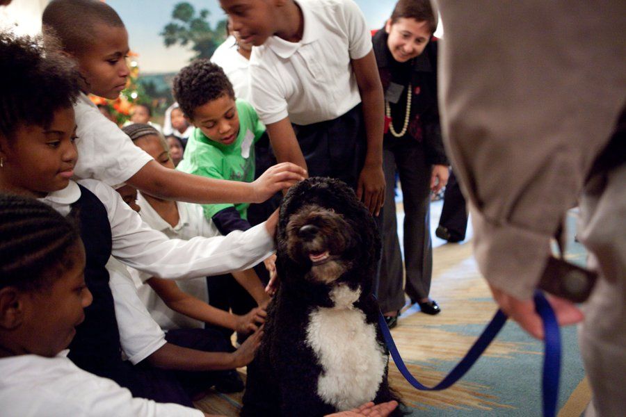 ‘We will miss him dearly’: Obamas mourn the death of ‘Bo’, former first dog of US