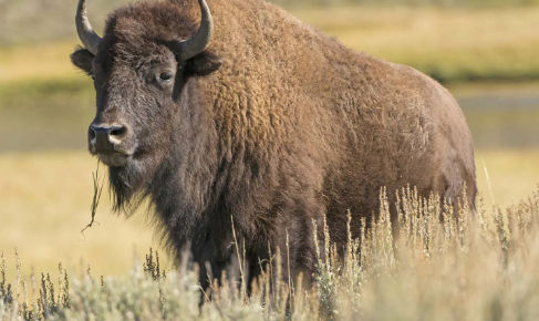 Bison brutally gores man at Yellowstone National Park, 2nd incident this year
