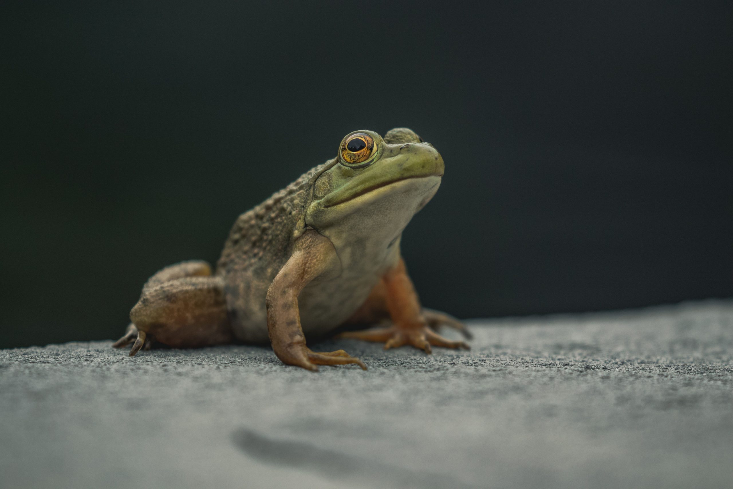 Australian scientist uses shrills, croaks and whistles to speak to frogs