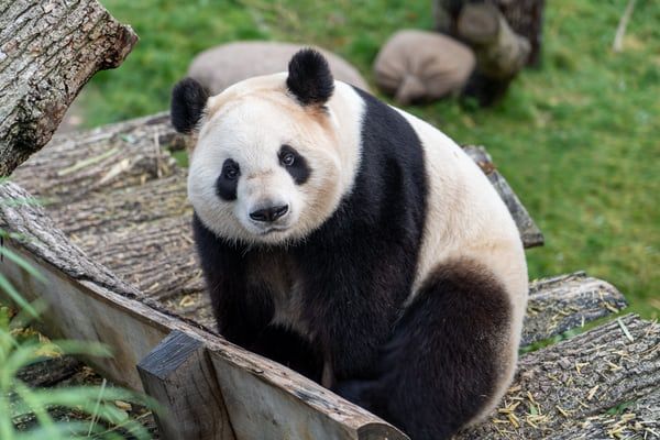 Watch: Rowdy panda attempts to escape enclosure in Beijing Zoo
