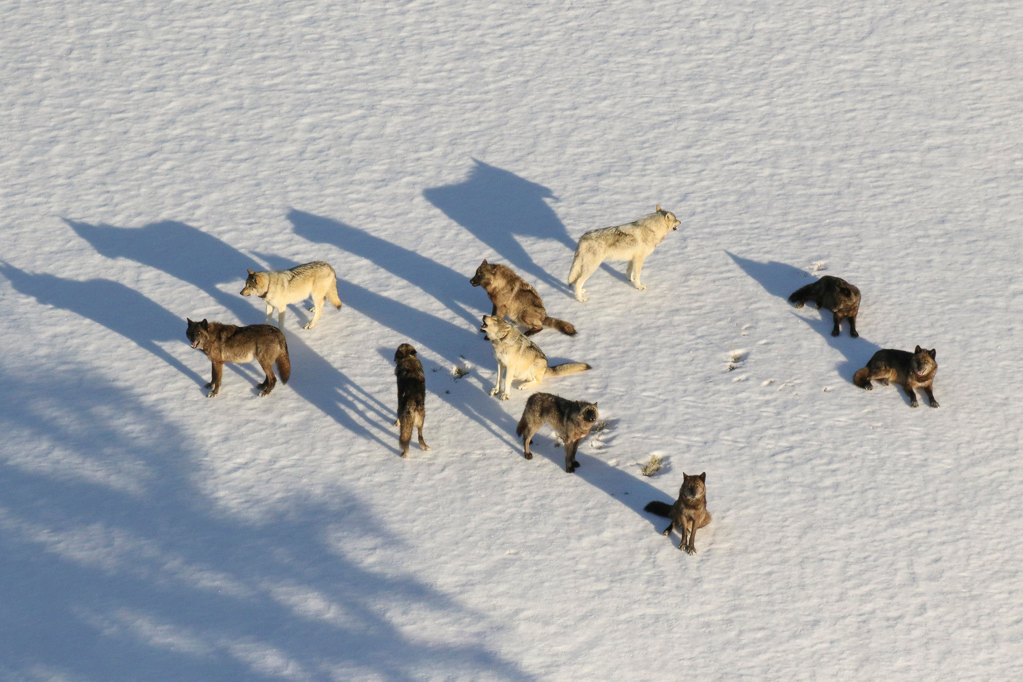 Hunters kill 20 Yellowstone wolves that roamed out of park