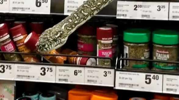 It happens only in Australia: Snake surprises woman in supermarket