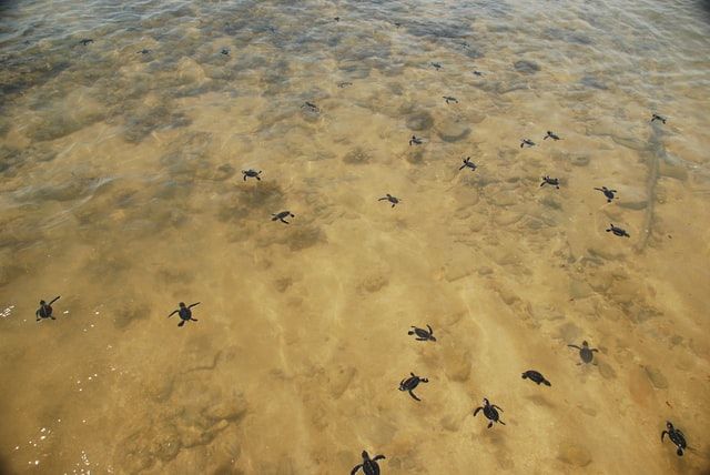 Nearly 1.48 crore turtles hatch at Odisha’s Gahirmatha beach. Watch