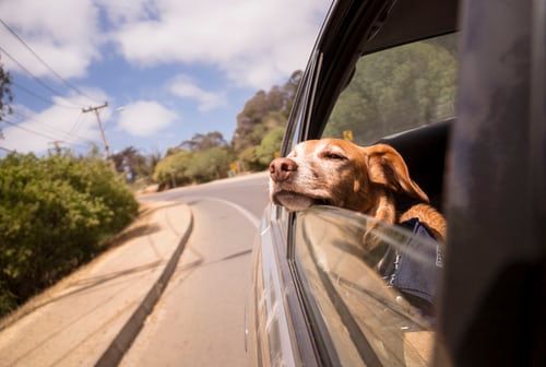 Travelling with pets? Here’s how you can make your car pet-friendly