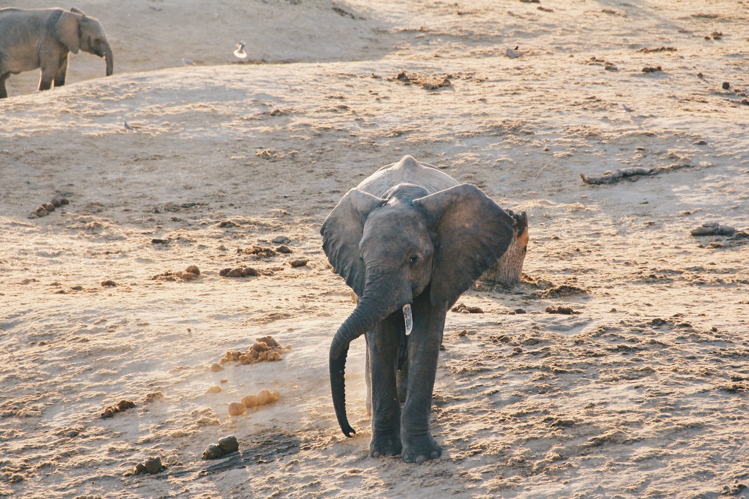 Orphaned baby elephant’s iron-clad will leaves people in awe. Watch