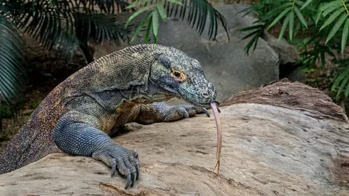 ‘Jurassic Park’ plan for Komodo dragons in Indonesia face backlash