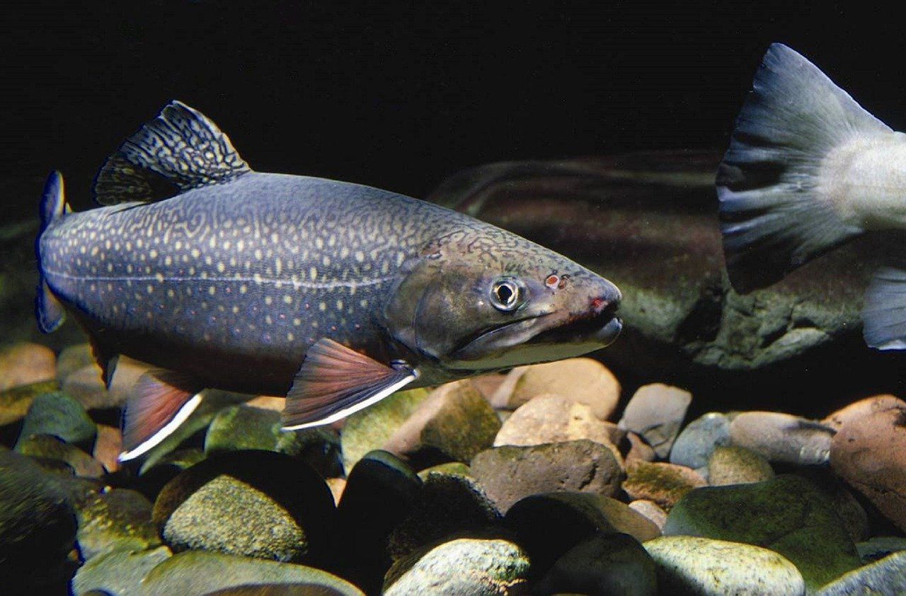 Climate change may cause a 26% habitat loss for iconic fish species in Himalayan rivers