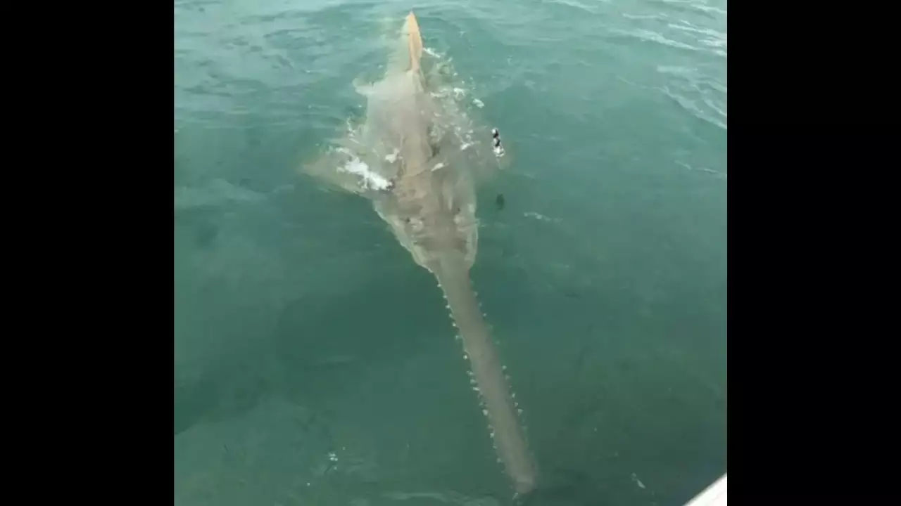Watch: Fisherman catches a 13-foot long ‘dinosaur-like’ fish in Florida