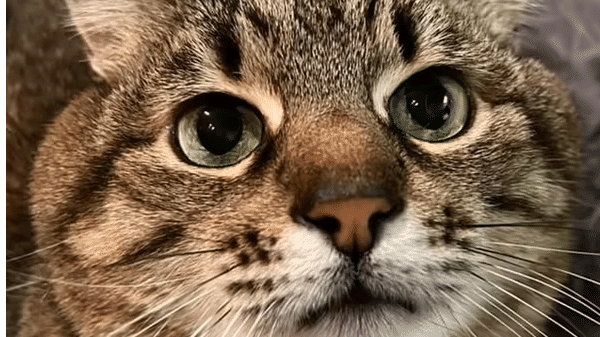 How world-famous Ukrainian cat Stepan escaped war-torn Kharkiv to safety