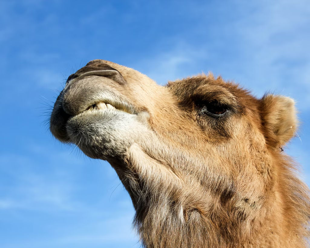 Camel attack in Obion Tennessee kills two people