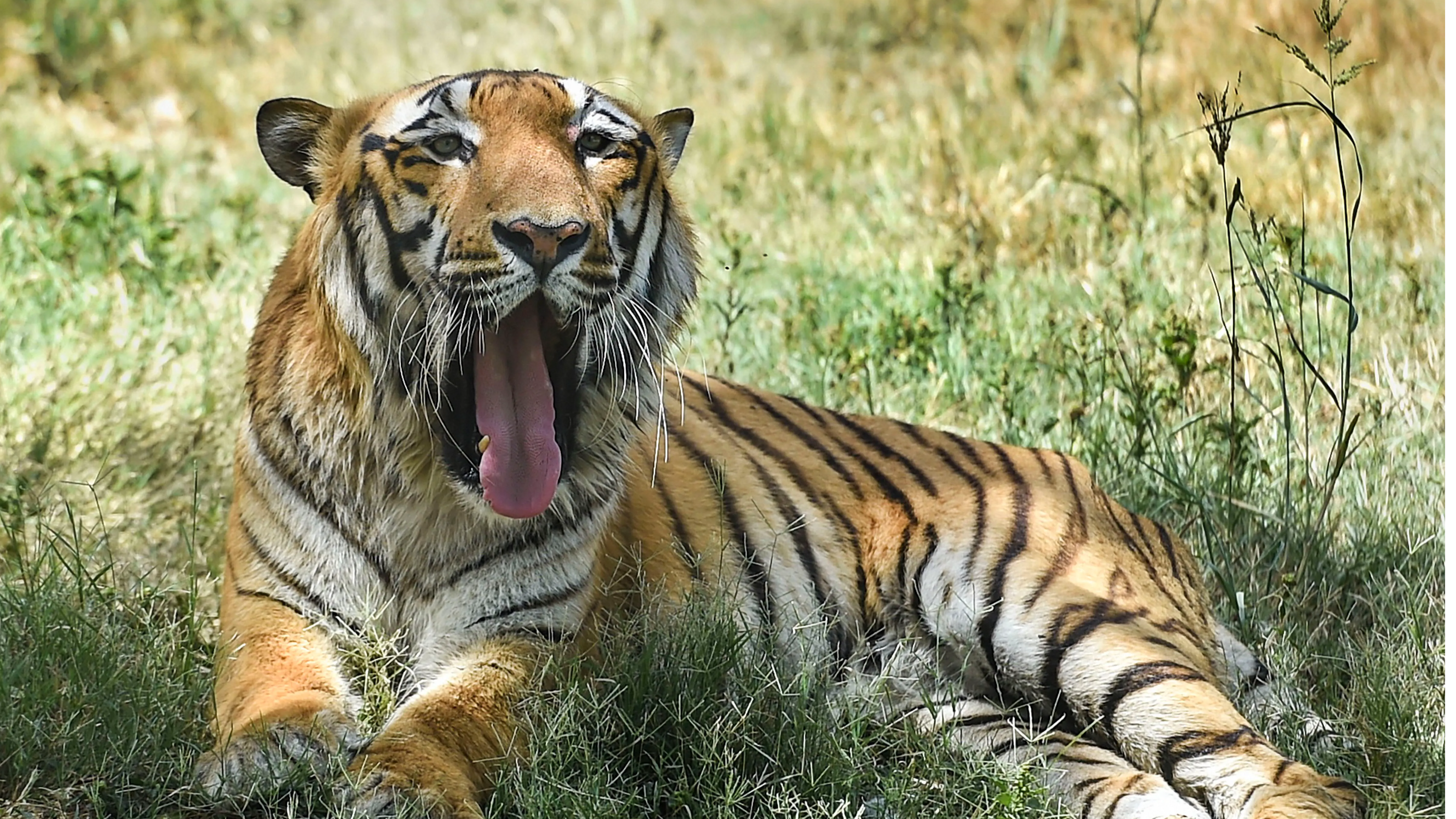 International Tiger Day 2021: Steps you can take to save tigers