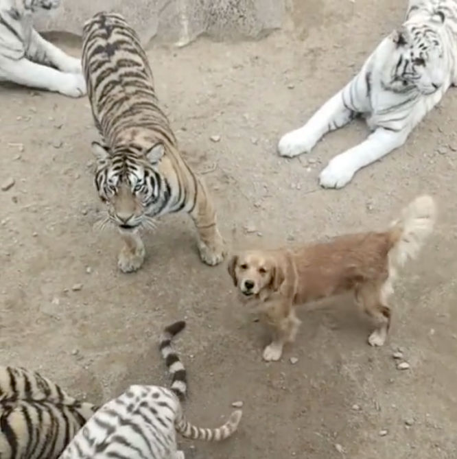 Golden Retriever casually mixes with tigers, leaves internet shocked