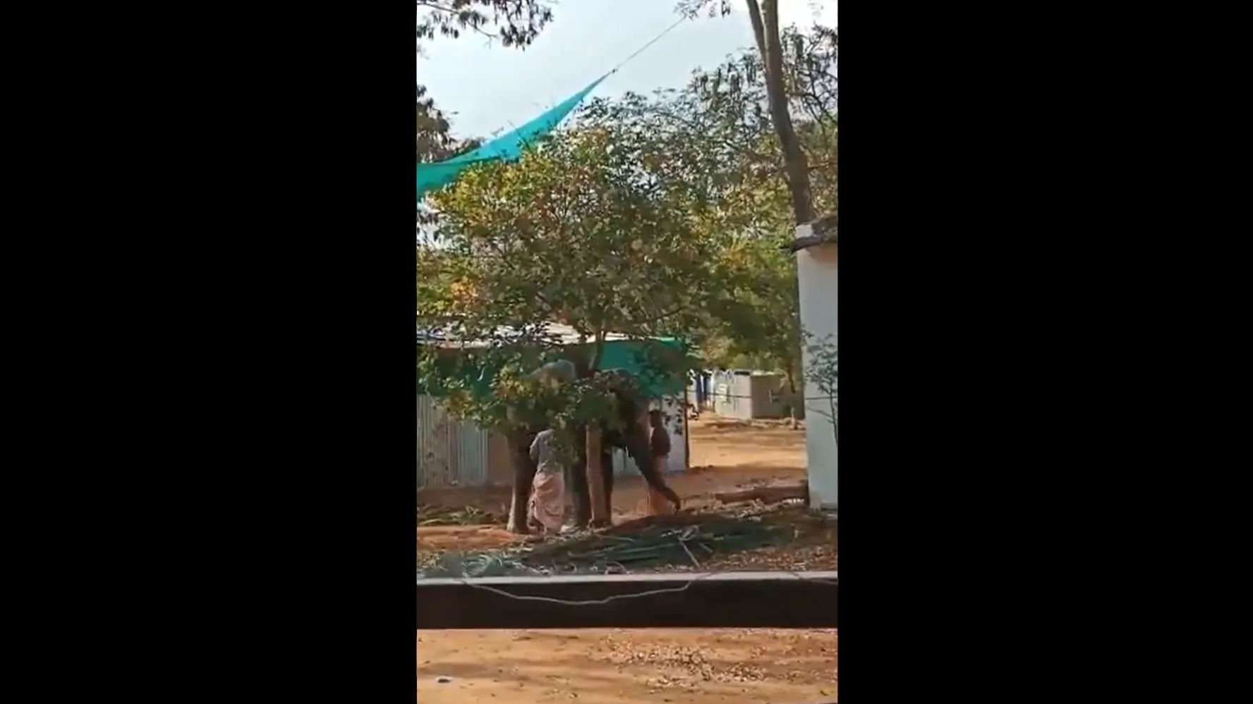 2 mahouts chain elephant to tree, thrash her. Video goes viral