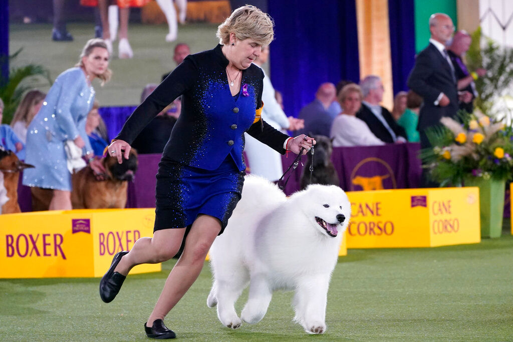 Westminster Kennel Club’s annual dog show postponed due to New York’s COVID surge