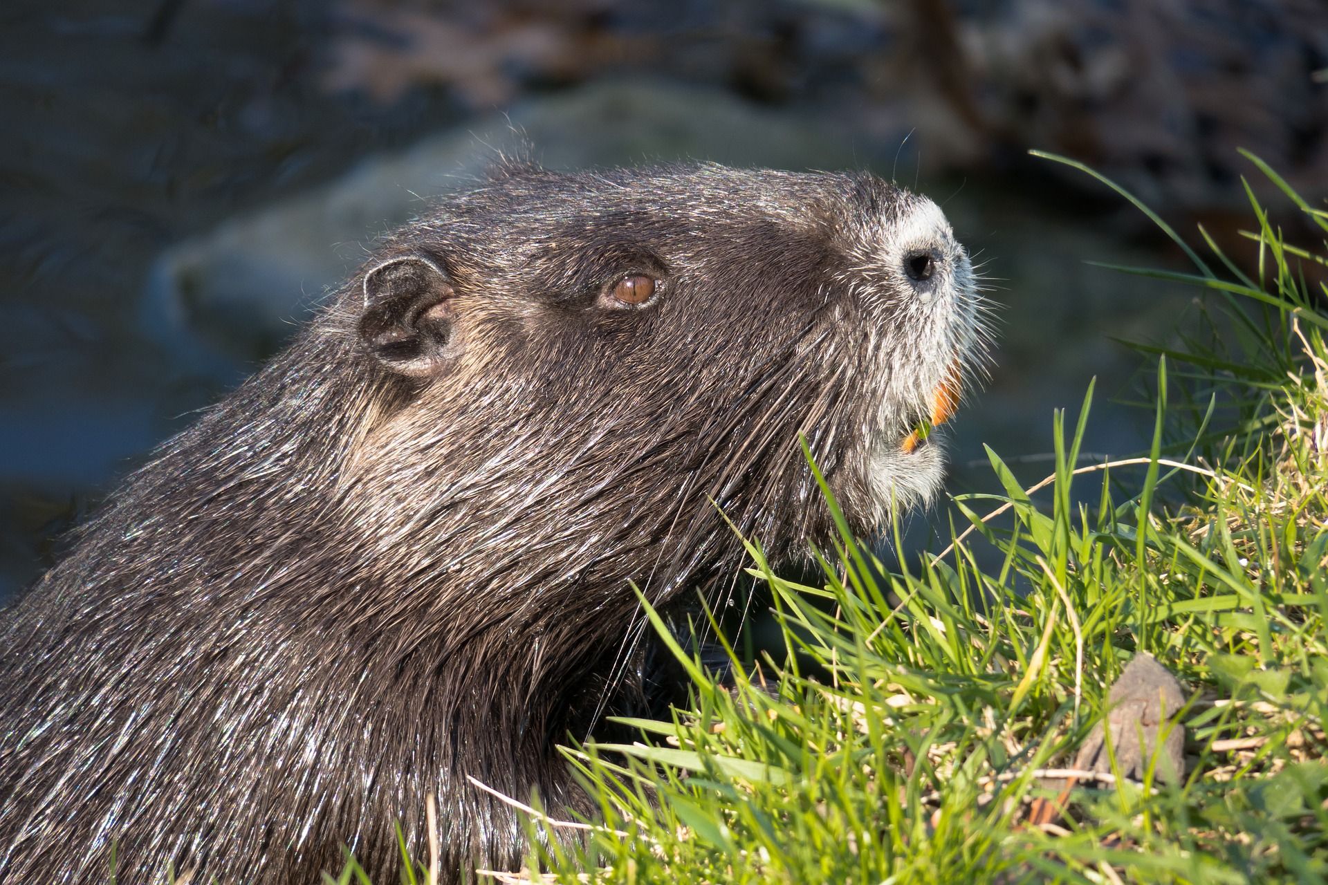 Beavers enter Arctic tundra: Why is that concerning?