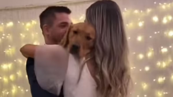 Golden Retriever joins couple for their first dance at wedding. Watch