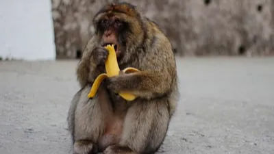 ‘Monkey King’ hired to entertain visitors in China’s Wuzhishan fed up. Here’s why