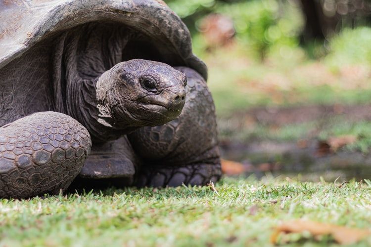 Guinness World Record: Jonathan, oldest living tortoise turns 190 in 2022