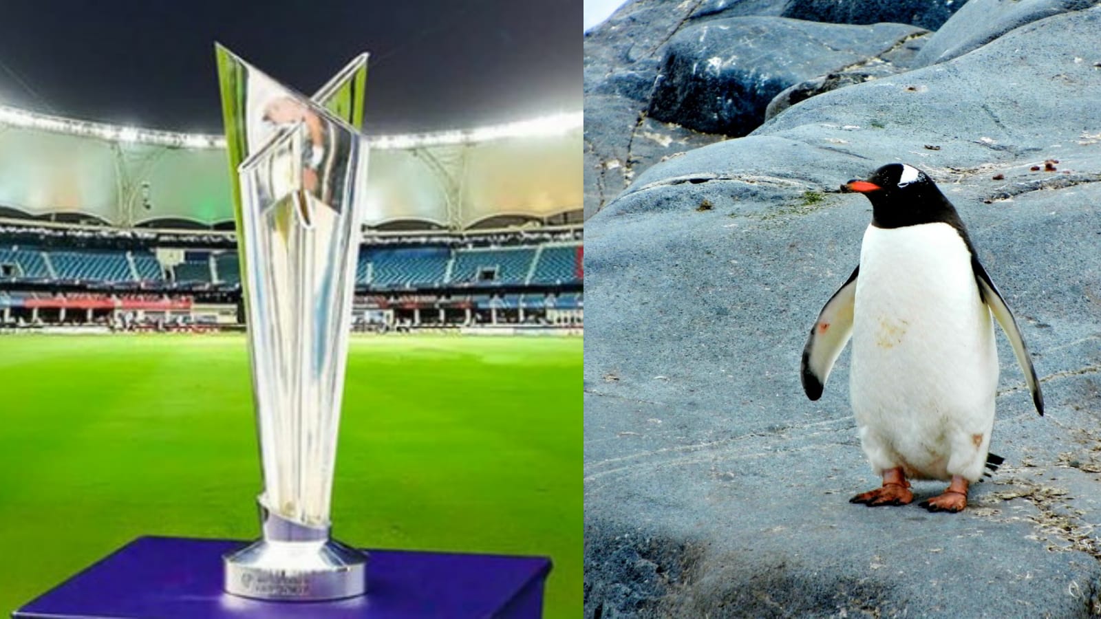 Did a Penguin predict T20 World Cup winner? Anand Mahindra thinks so