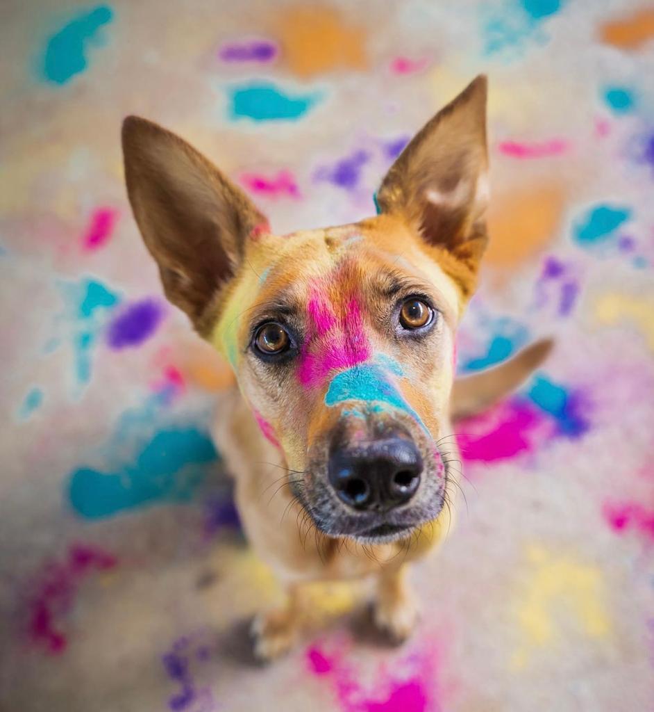 Here’s how unsafe Holi is for dogs and it’s more than just toxic colours