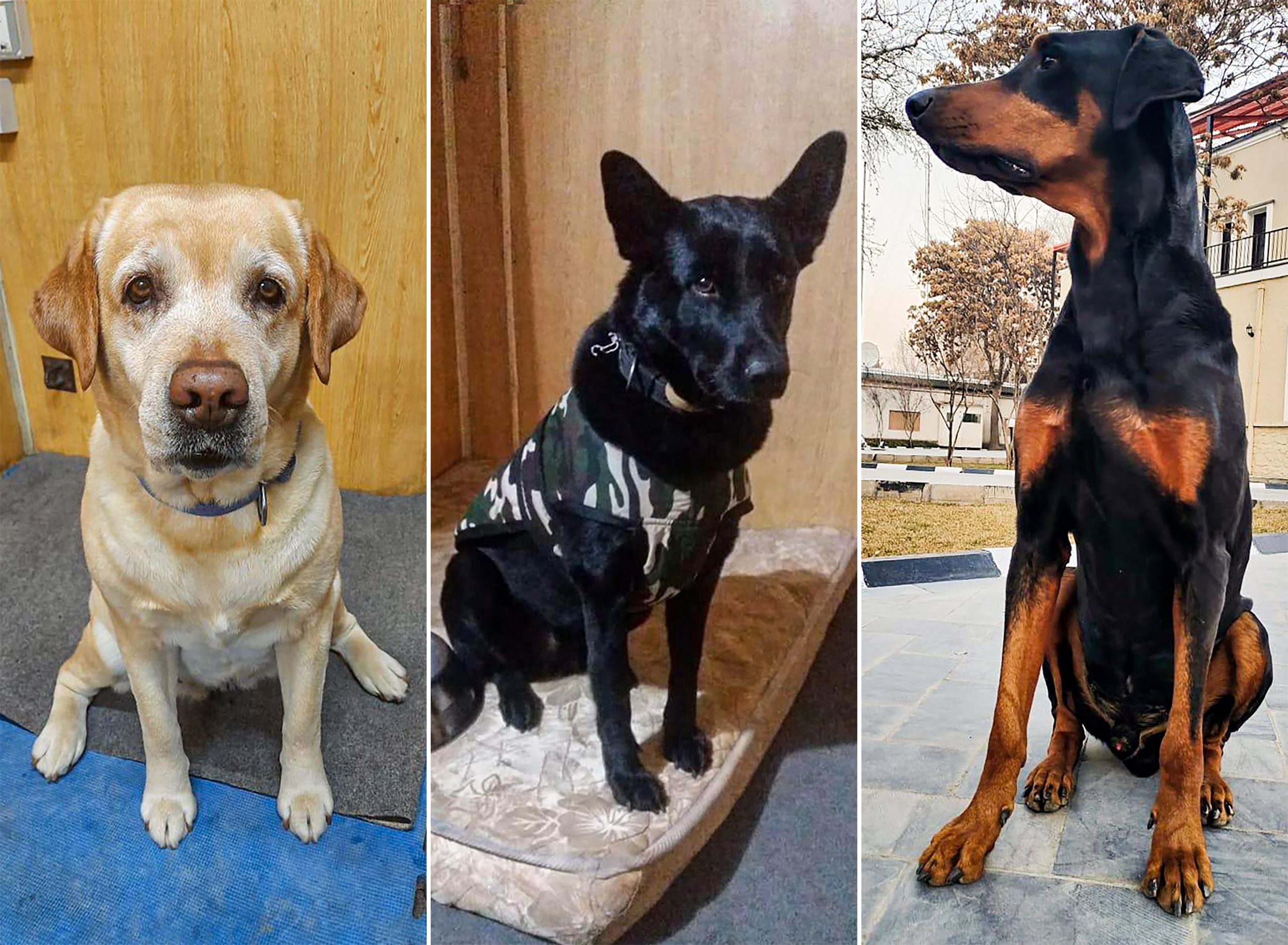 Roobi, Maya and Bobby, ITBP dogs, who guarded the Indian embassy in Kabul for 3 years