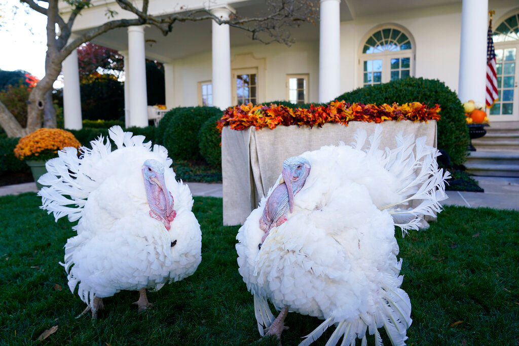 Joe Biden pardons two Thanksgiving turkeys ‘Peanut Butter’ and ‘Jelly’
