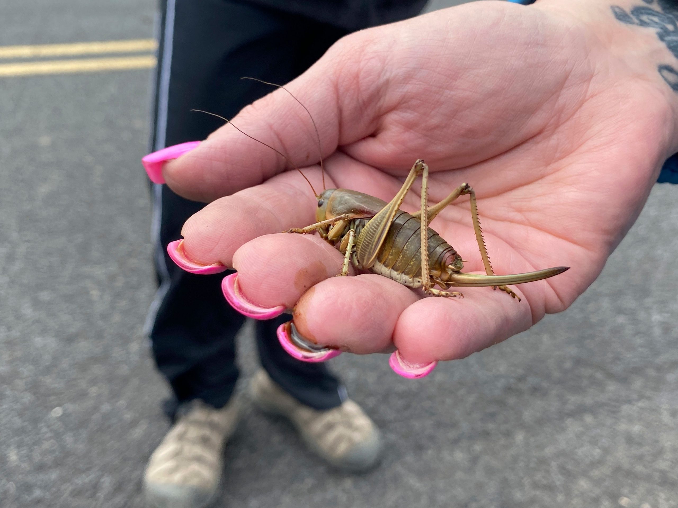 What are Mormon crickets?