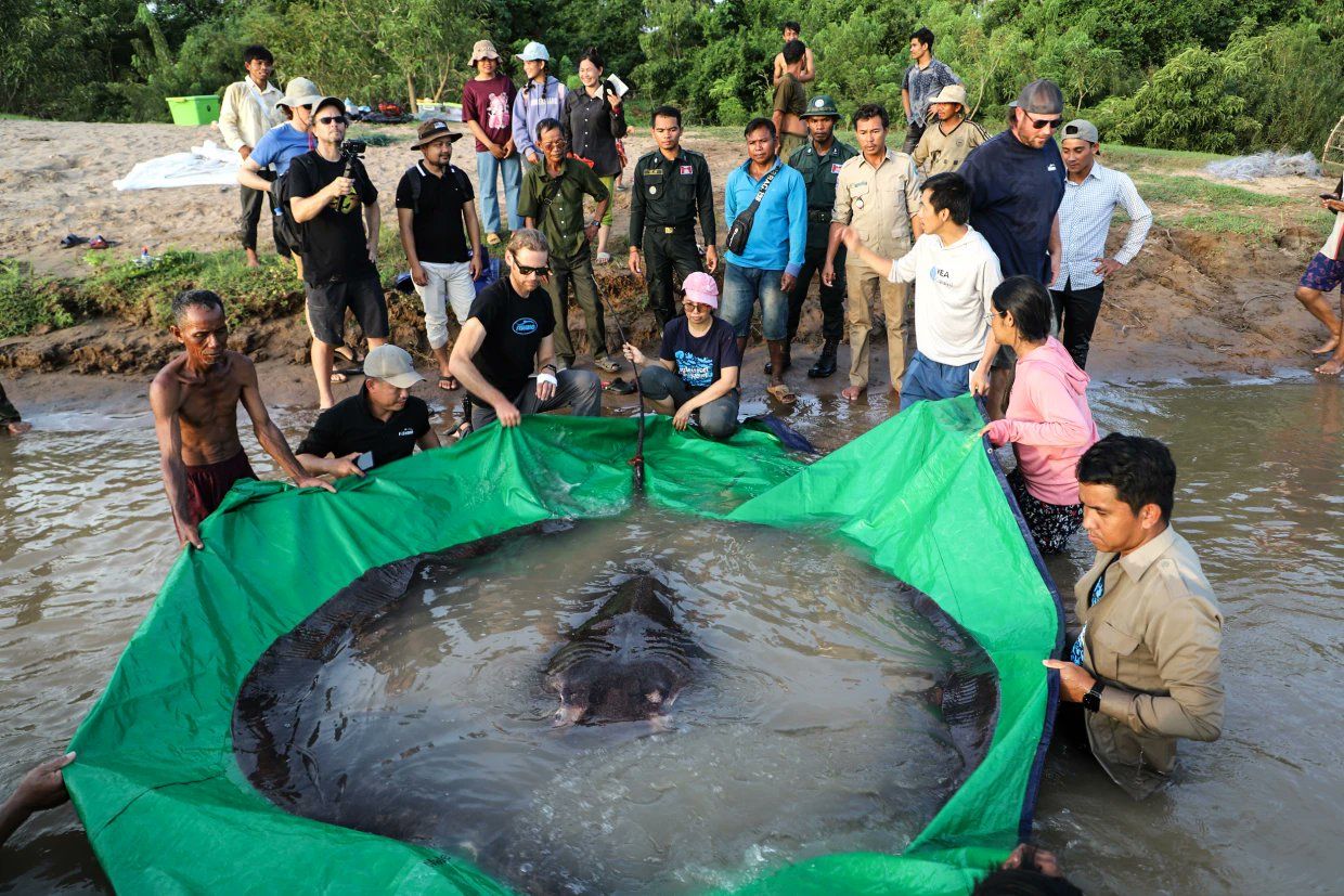 World’s largest recorded freshwater fish caught in Cambodia| Watch