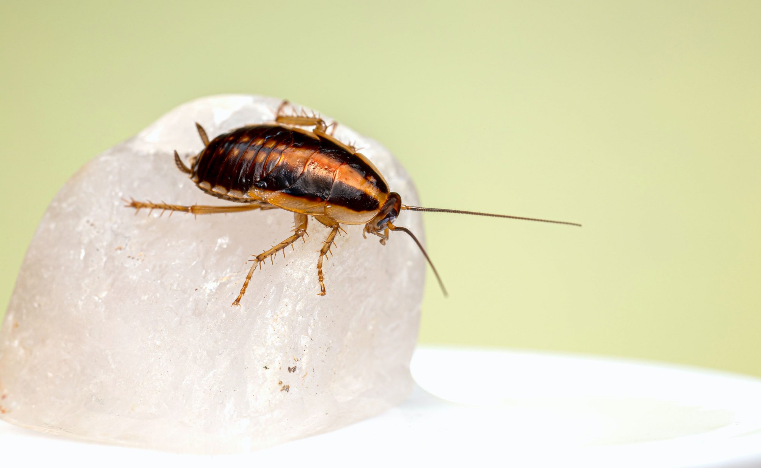 Watch: The cockroach-of-the-match at Tokyo Olympics 2020
