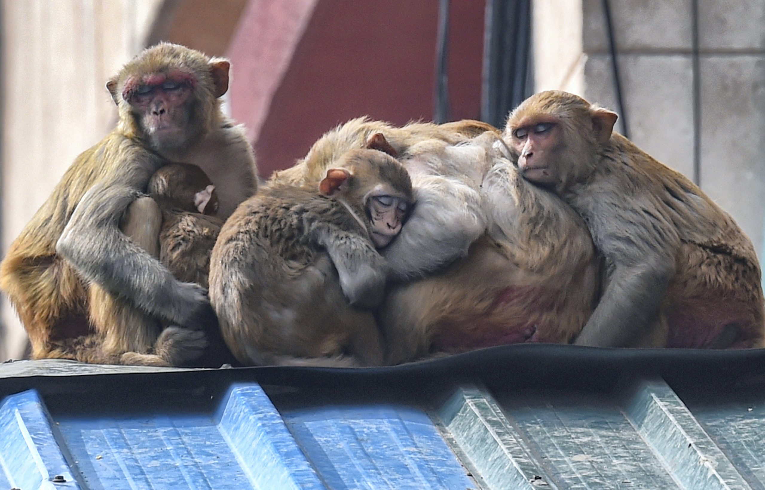 Watch: Mama monkey embraces baby after they are reunited