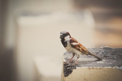World Sparrow Day: Some interesting facts about the bird