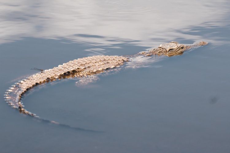 Queensland authorities find human remains inside crocodile