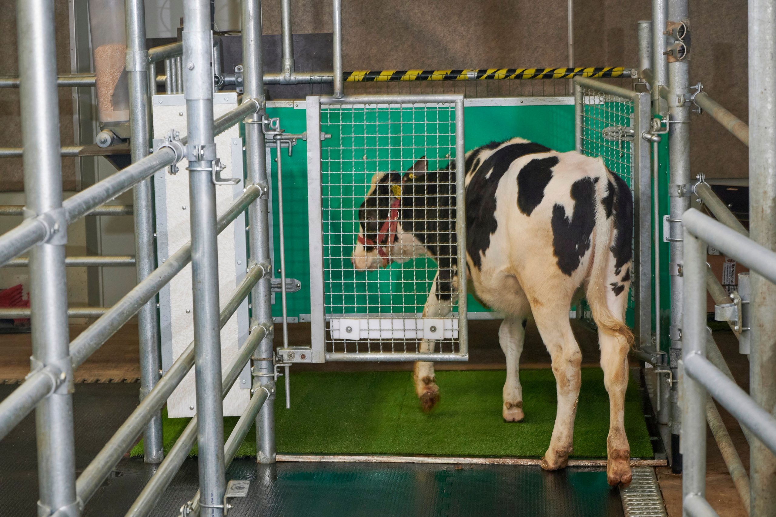 No bull: Scientists potty train cows to use ‘MooLoo’