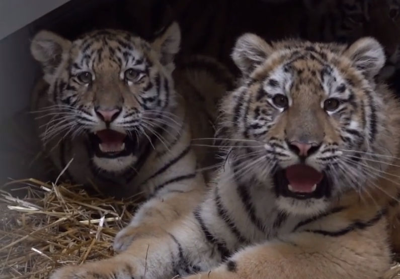 Watch | Tiger cubs rescued from war-torn Ukraine are safe in Poland