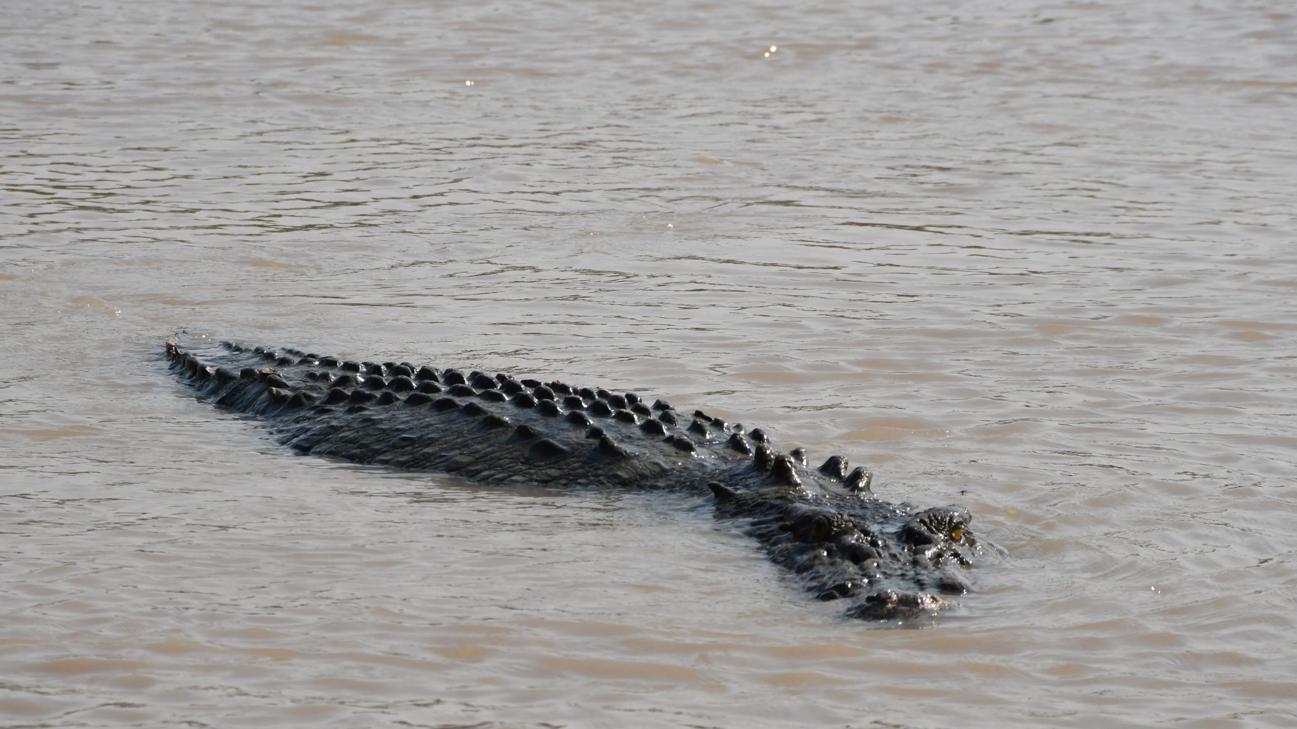 Man attacked by crocodile while attempting to take a selfie | Watch