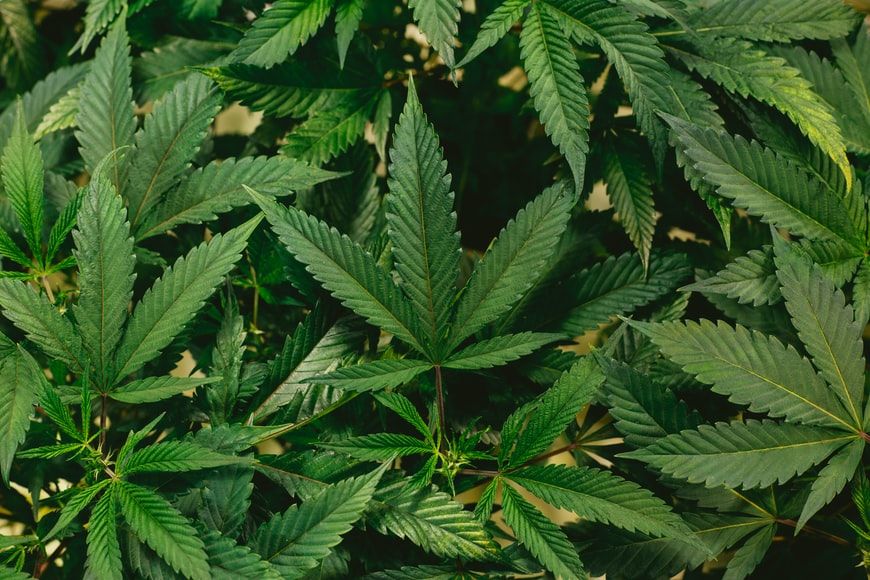 Marijuana’s recreational use gets US states high on cash