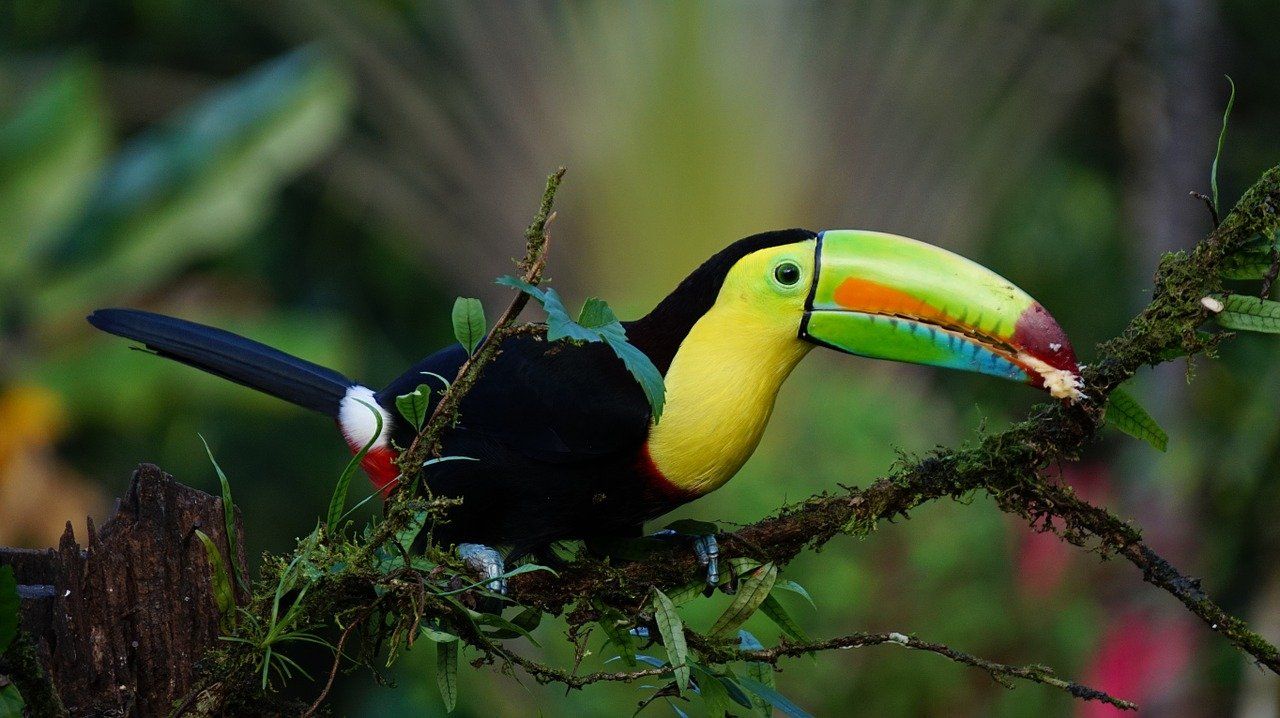 Fossil reveals ‘buck-toothed toucan’ that lived with dinosaurs