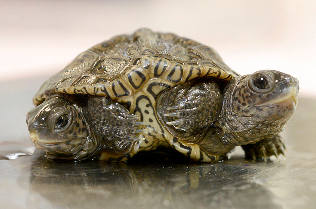 Rare diamondback turtle with 2 heads, 6 legs borns in Massachusetts