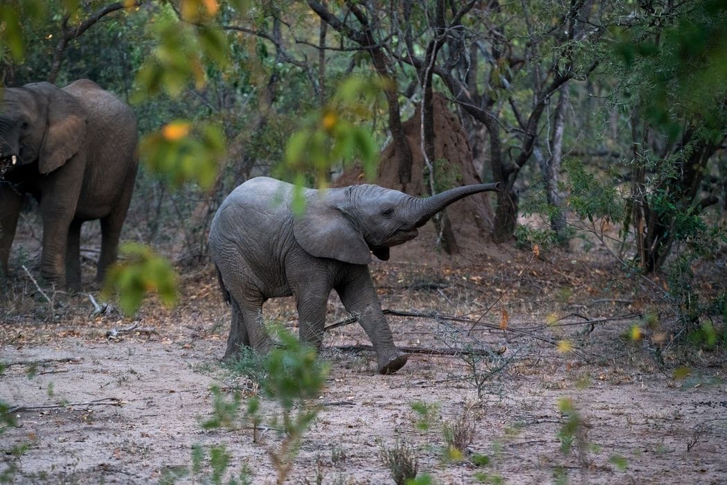 Watch| Baby elephant has a field day in park, internet finds it cute
