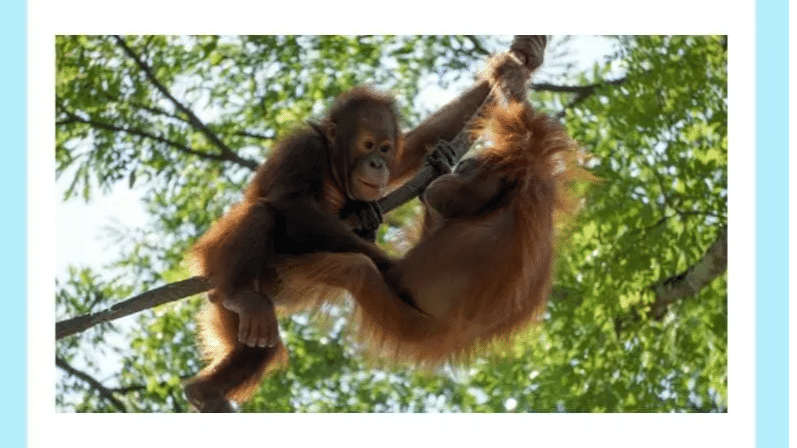 Amazon Quiz: Identify the world’s largest tree-dwelling mammal