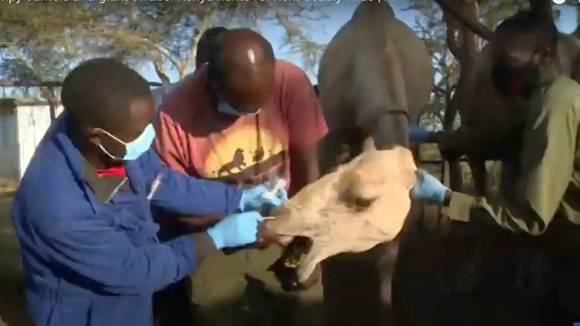 With giant swabs and grumpy camels, Kenya hunts for next deadly virus
