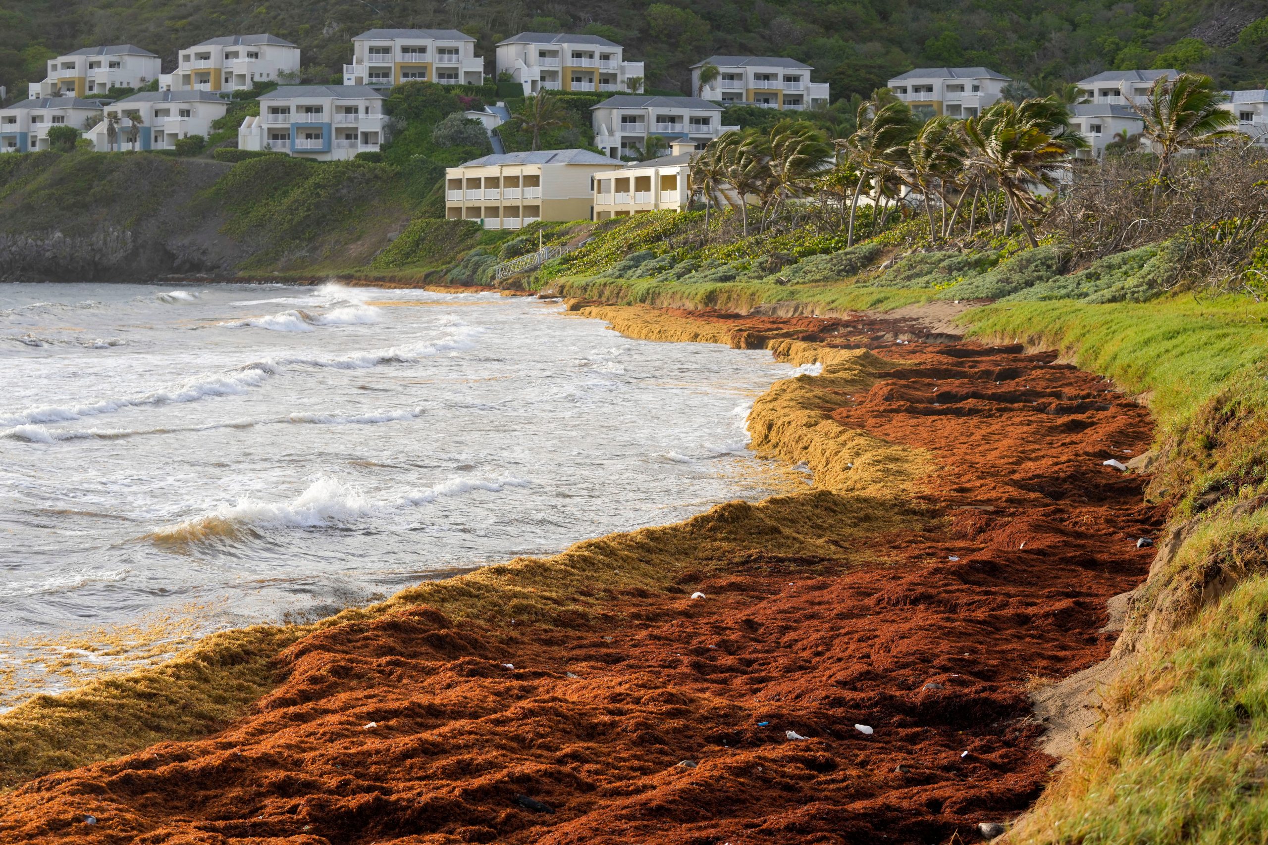 Record amount of seaweed choke shores in the Caribbean