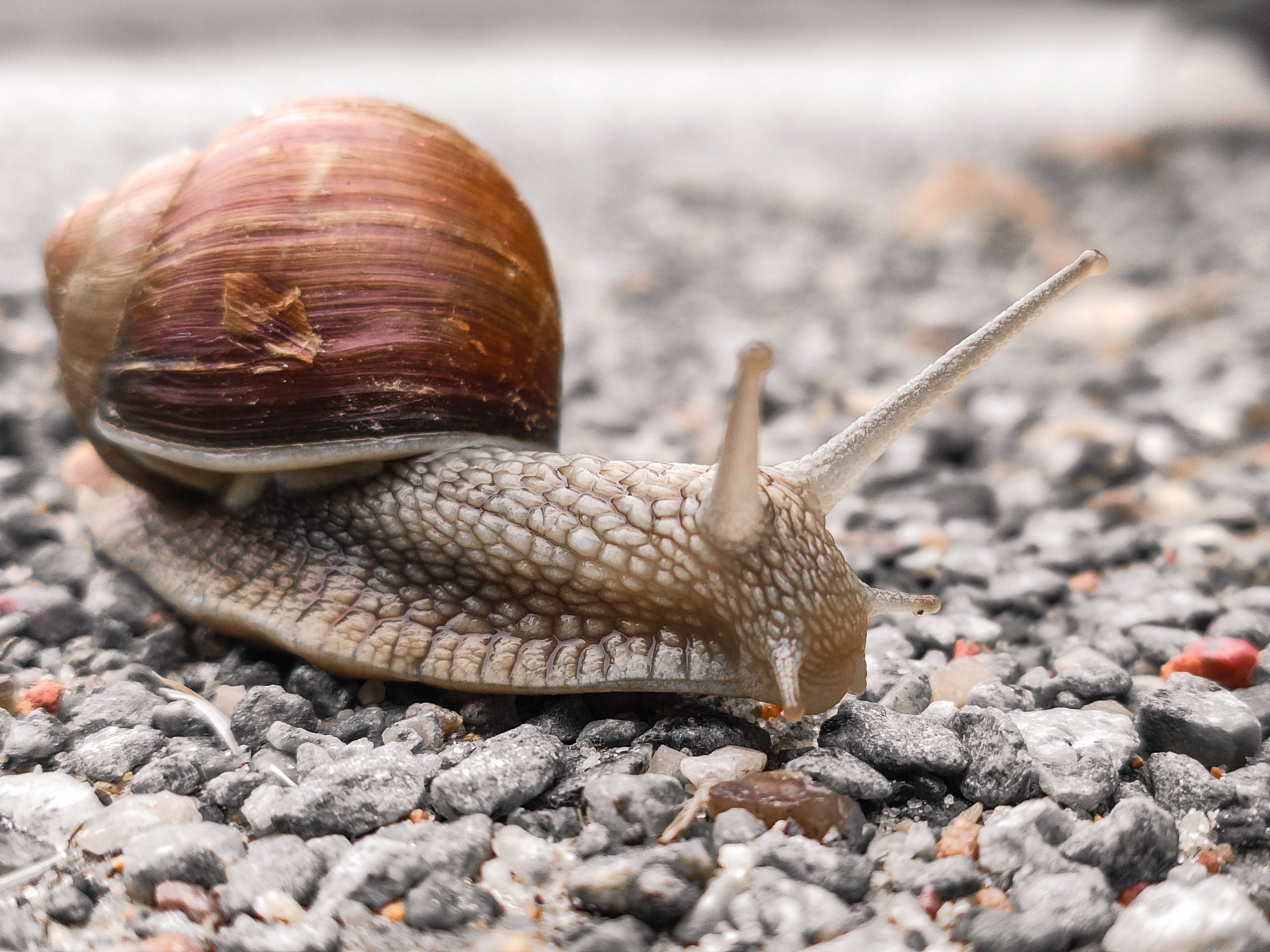 Meningitis-causing giant snails force Florida county into quarantine