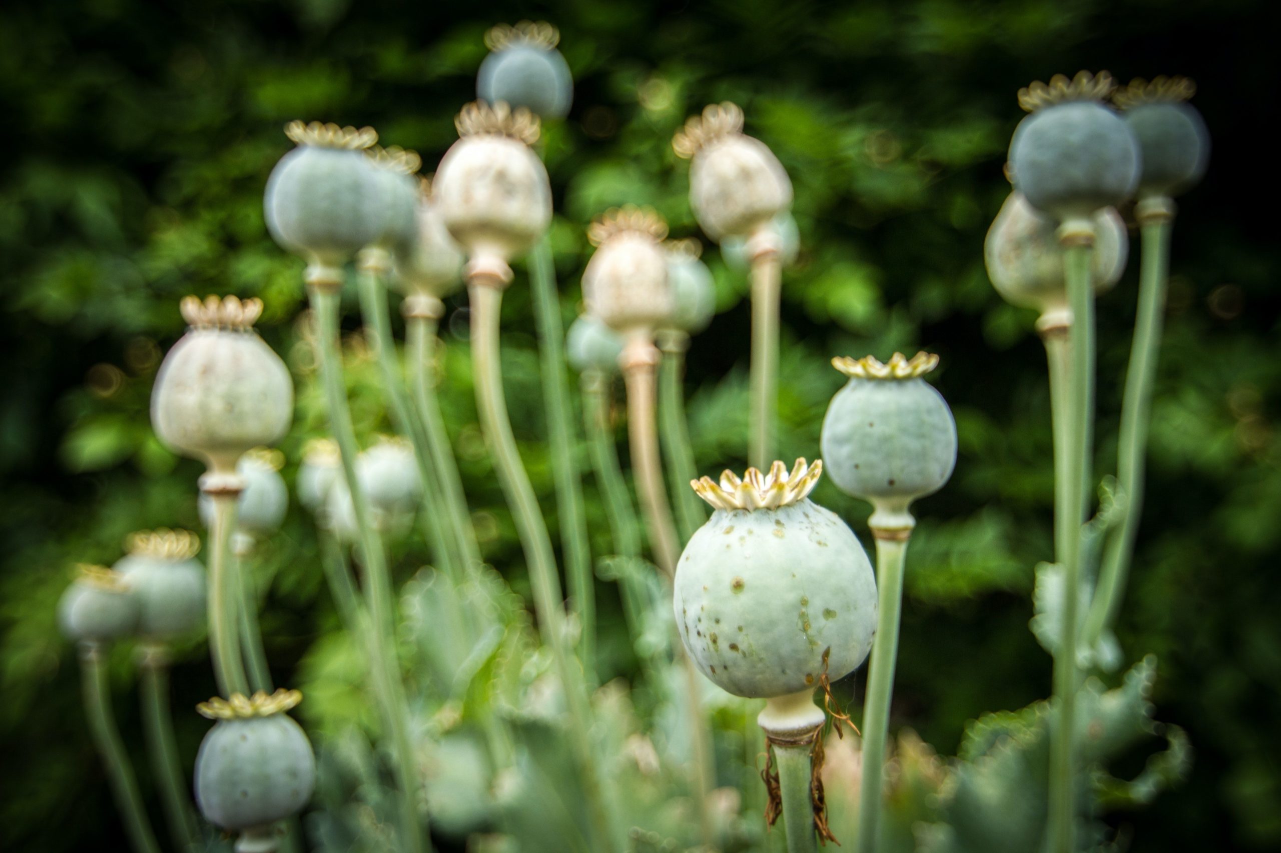 For 5th straight year, Afghanistan’s opium production crosses 6,000 ton mark