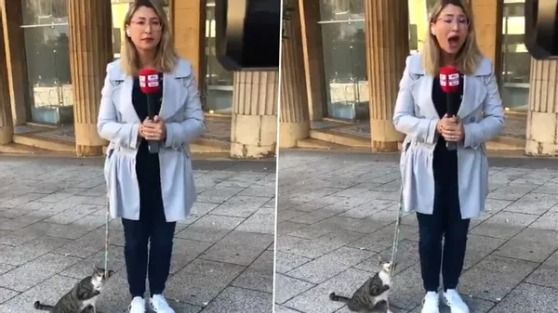 Adorable%20video%20of%20cat%20intervene%20Beirut%20journalist%20reporting%20caught%20everyone%u2019s%20attention%20online
