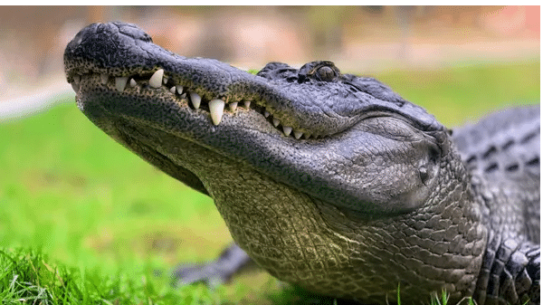 Viral video: Alligator crawls into a racetrack, frightens horse