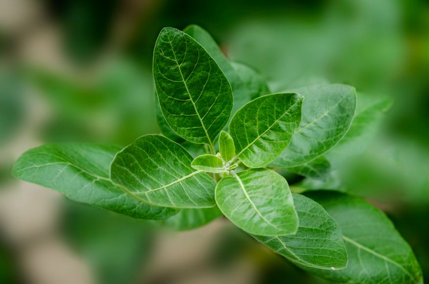 Ashwagandha: 5 benefits of the magic herb